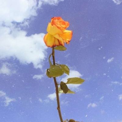 樱花恋爱大作战官方版下载